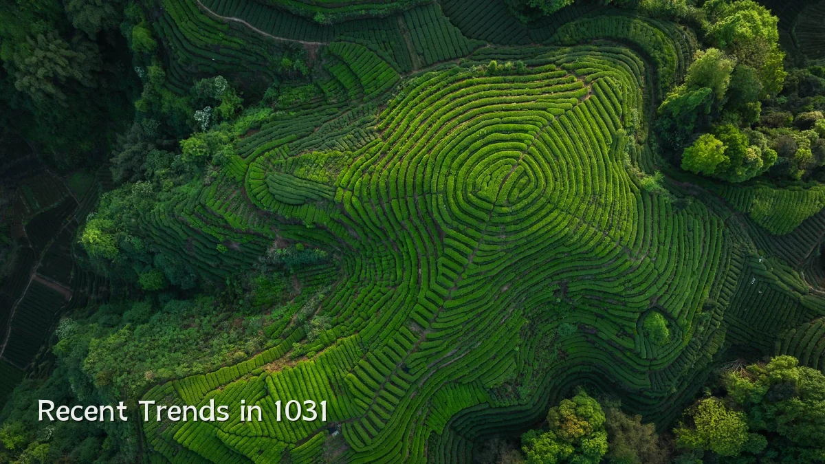 Recent Trends in 1031
